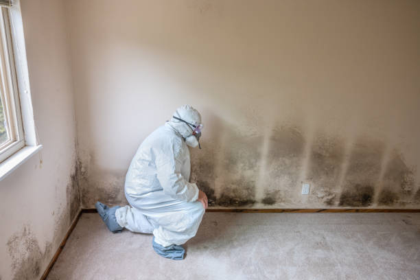 Why You Should Choose Our Mold Remediation Services in New Bedford, PA